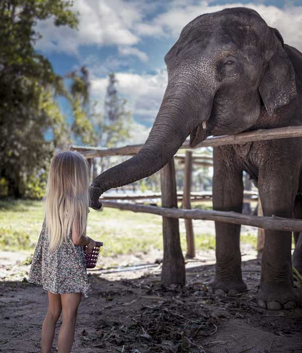 Elephant Conservation