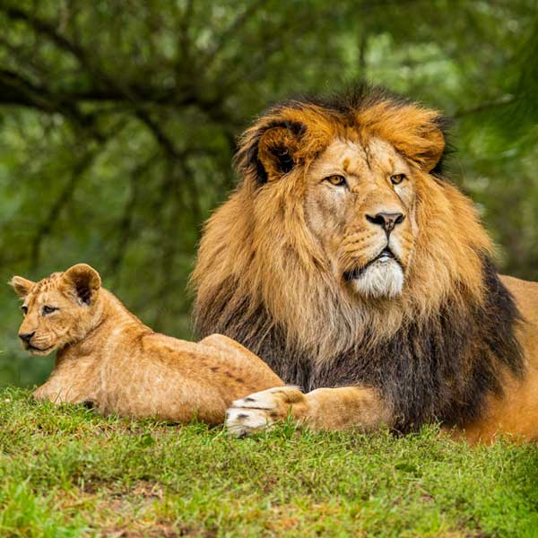 Luxury Wildlife Tour