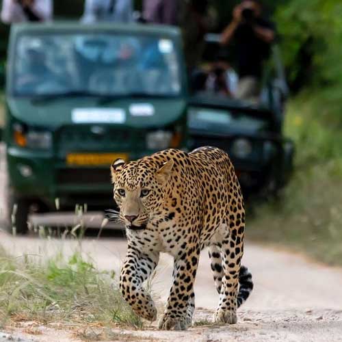 Jhalana Tiger Reserve