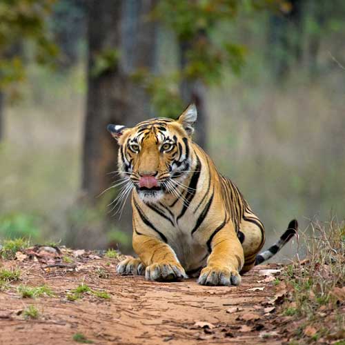 Tadoba Tiger Reserve