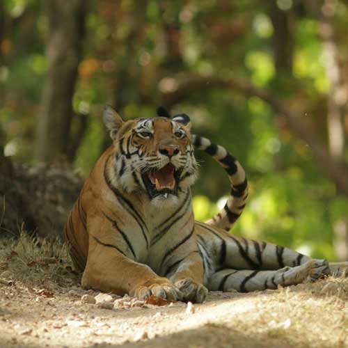 Sanjay Dubri Tiger Reserve