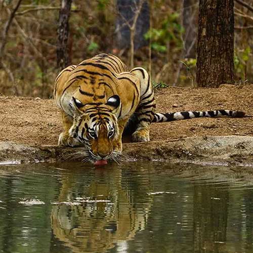 Bandhavgarh Tiger Reserve