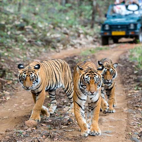 Ranthambore Tiger Reserve