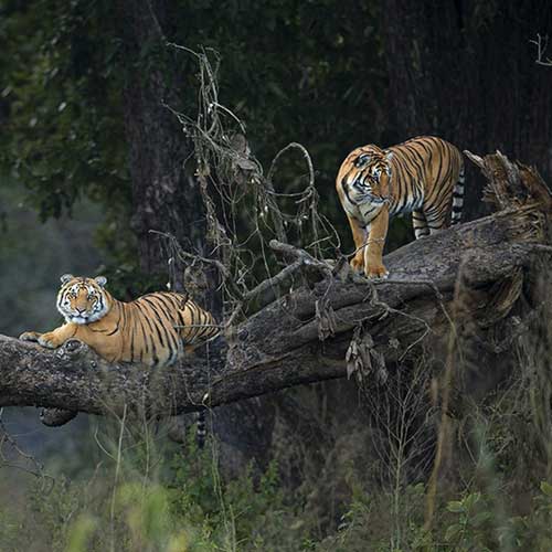 Jim Corbett Tiger Reserve