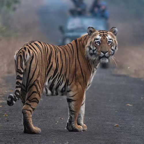 Ratapani Tiger Reserve