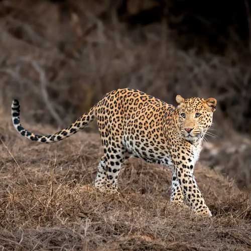 Satpura Tiger Reserve