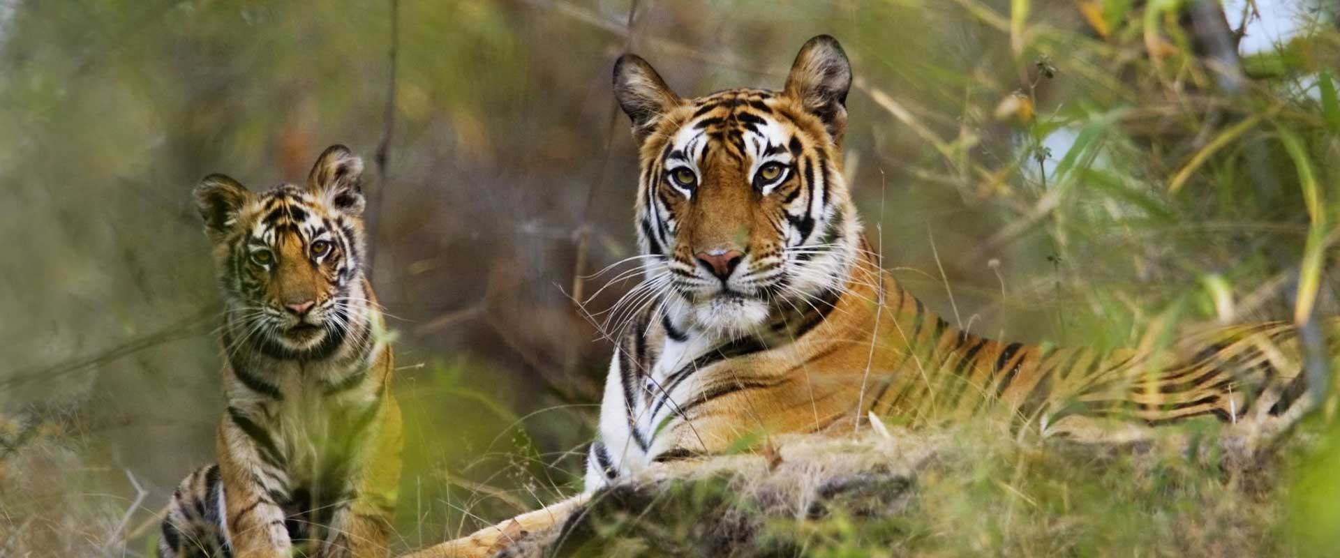 WILDLIFE TOUR EAST INDIA