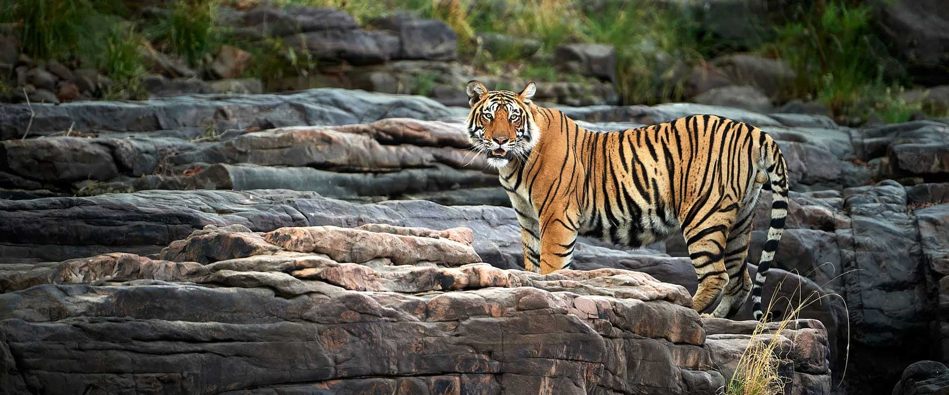RANTHAMBORE OVERNIGHT TOUR FROM JAIPUR