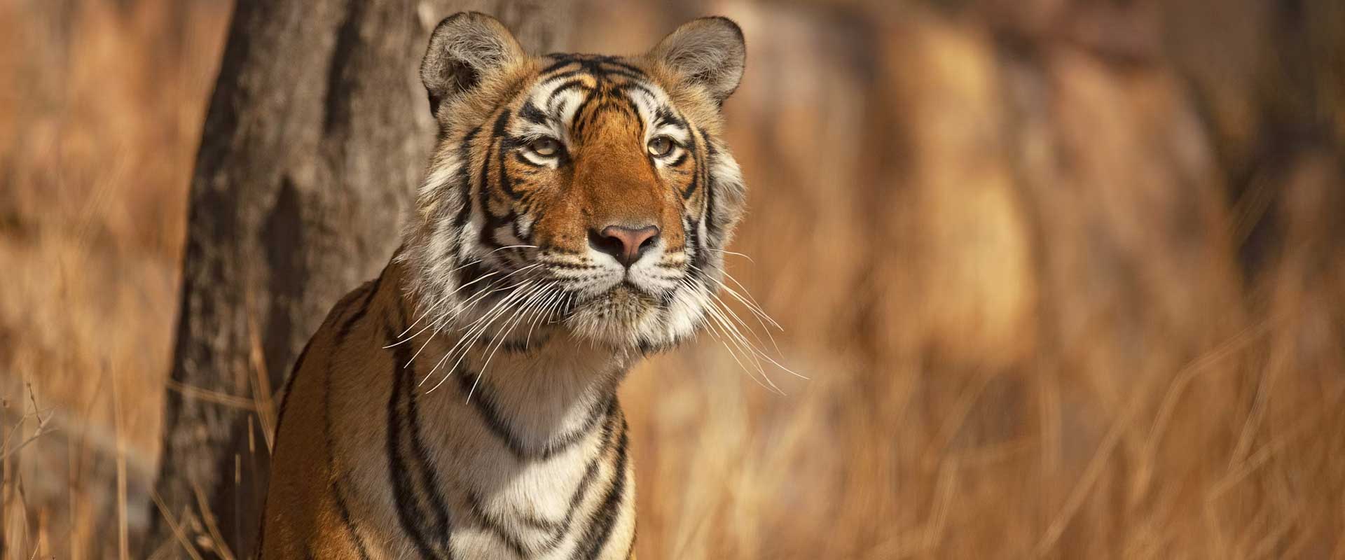 RANTHAMBORE WITH GOLDEN TRIANGLE TOUR 