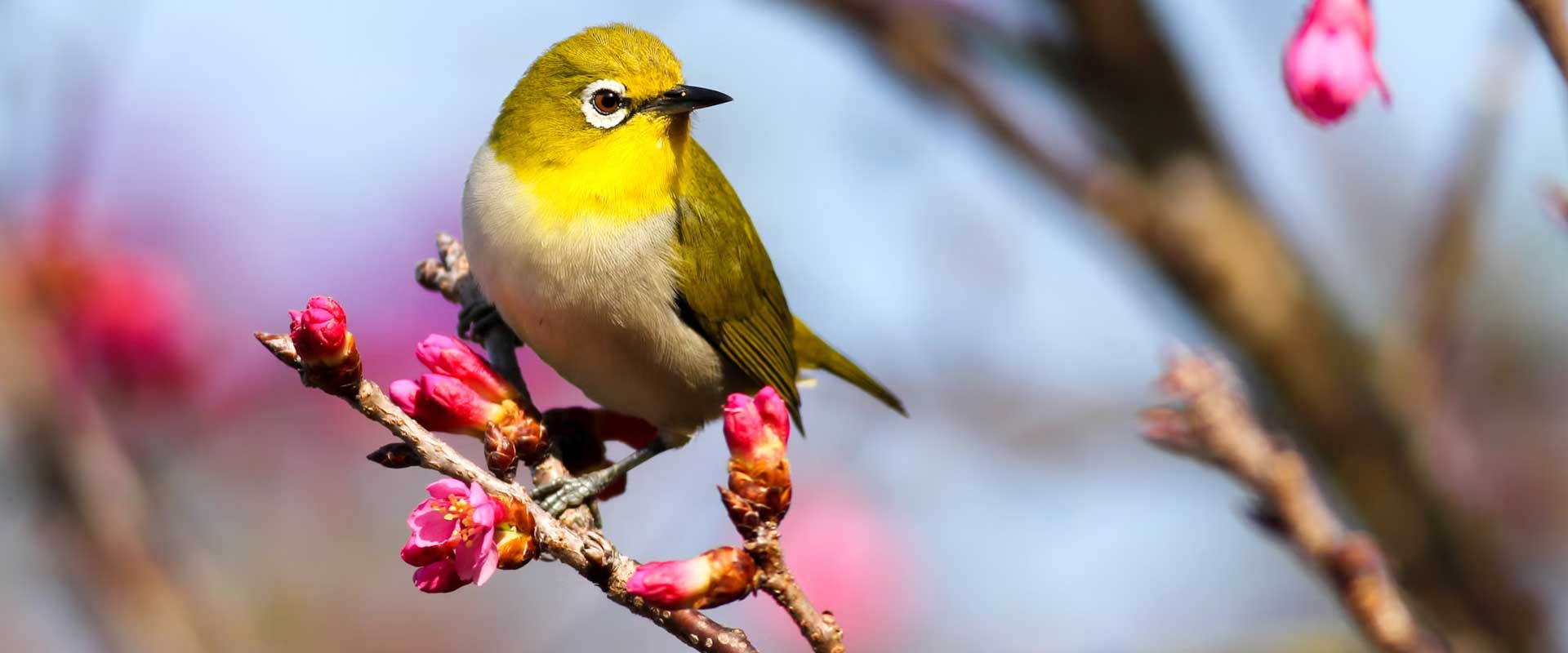 BIRD WATCHING TOUR UTTRAKHAND