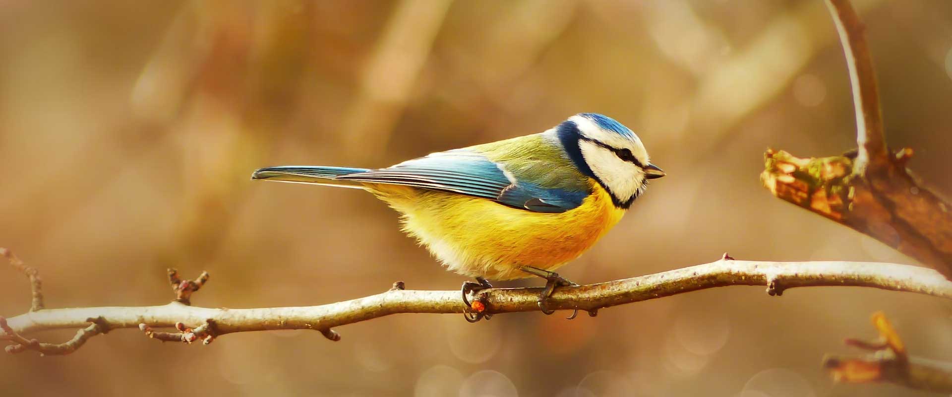 BIRD WATCHING EAST INDIA 