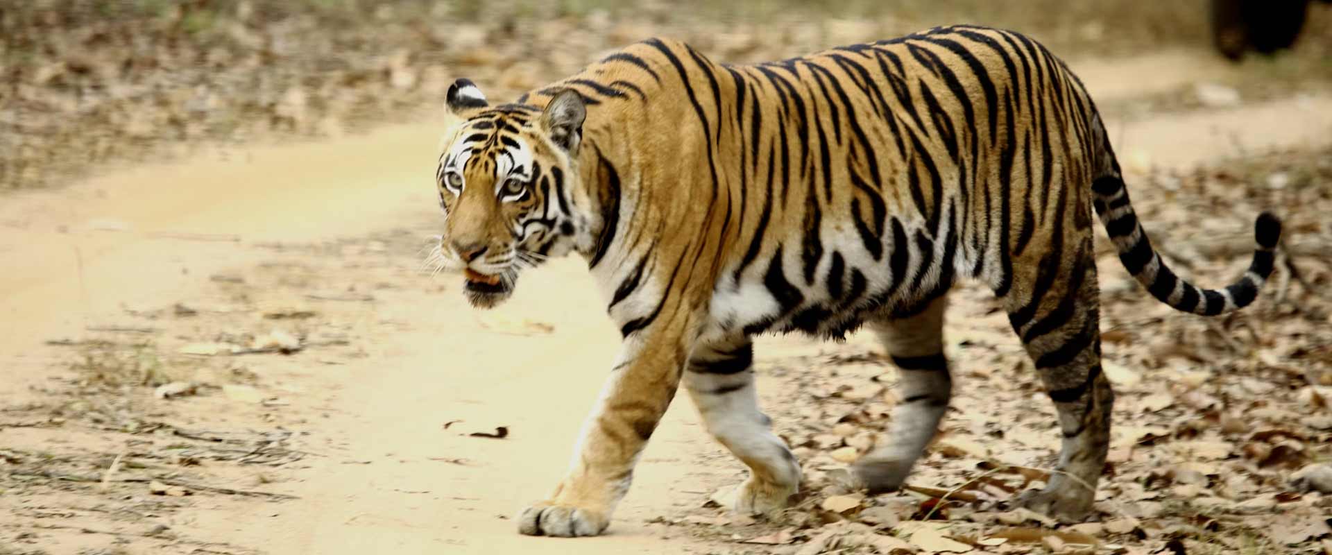 TIGER SAFARI AND TAJ MAHAL TOUR OF INDIA