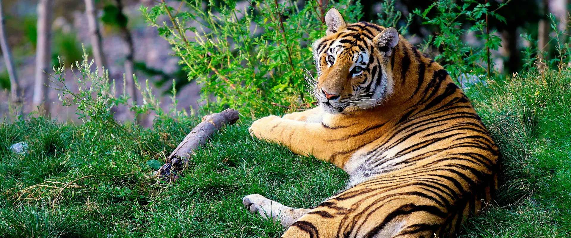 LUXURY TIGER SAFARI IN INDIA WITH GOLDEN TRIANGLE TOUR