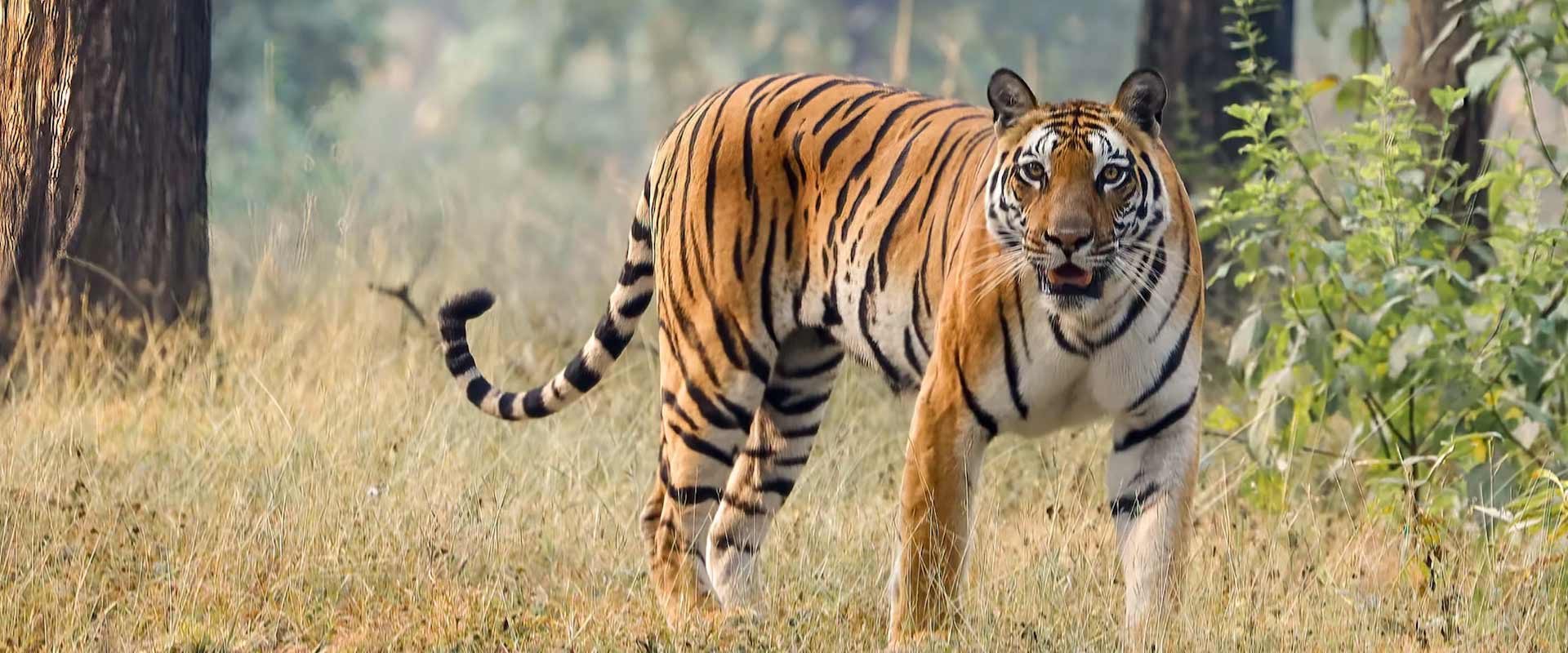 KANHA BANDHAVGARH AND CORBETT TIGER SAFARI TOUR