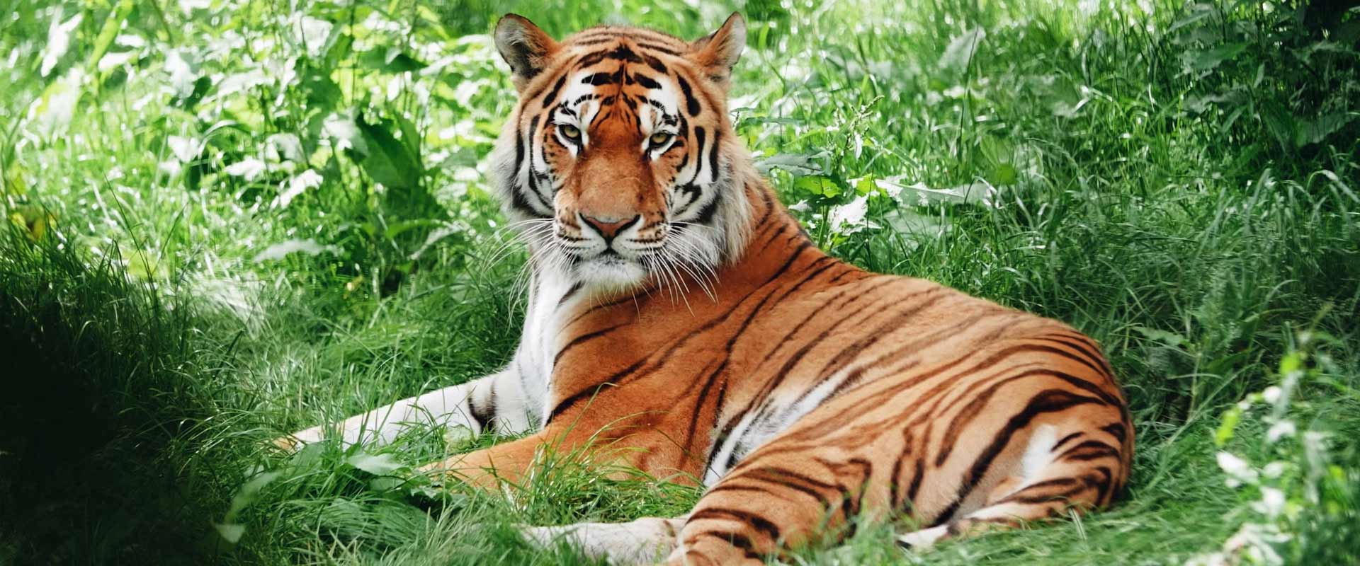 GOLDEN TRIANGLE & INDIAN WILDLIFE TOUR