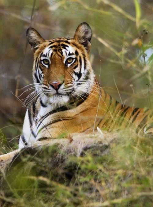 WILDLIFE TOUR EAST INDIA