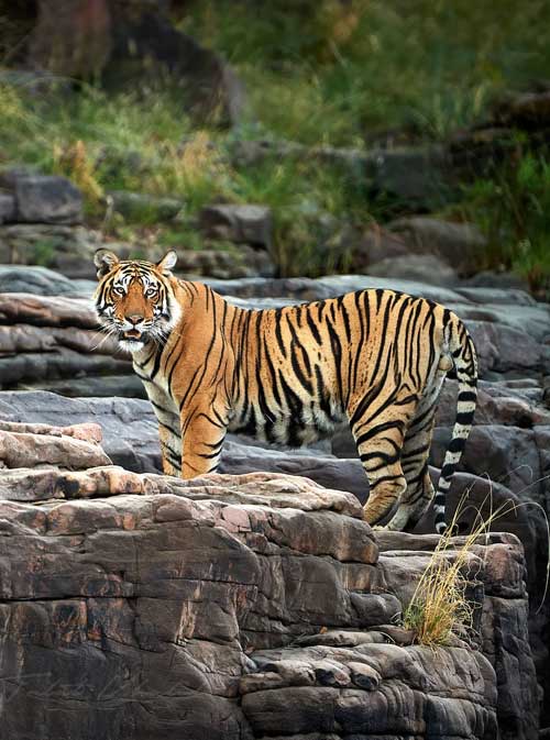 RANTHAMBORE OVERNIGHT TOUR FROM JAIPUR