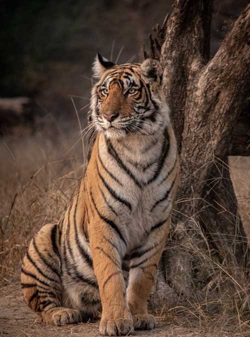 RANTHAMBORE WITH GOLDEN TRIANGLE TOUR 