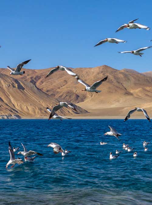 CAPITAL WITH HIMALAYAS TOUR 