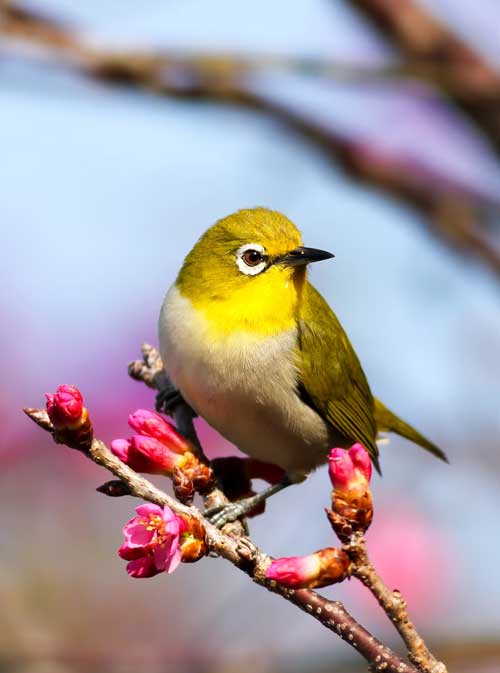 BIRD WATCHING TOUR UTTRAKHAND