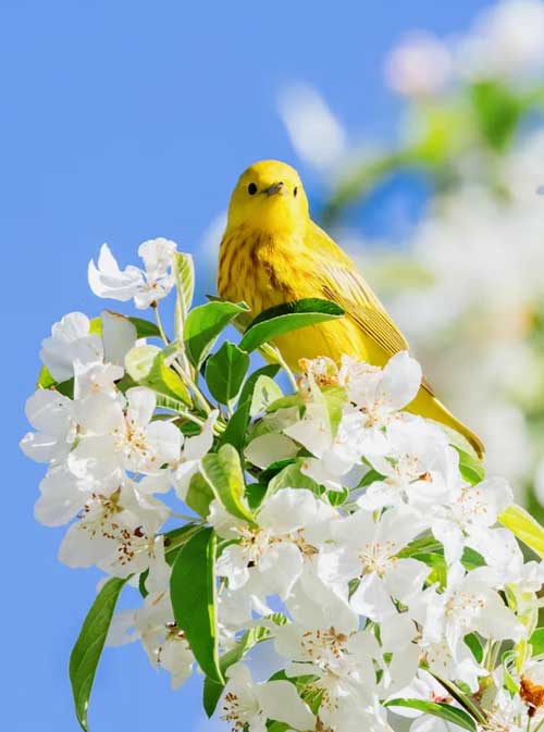 BIRD WATCHING TOUR GUJRAT 