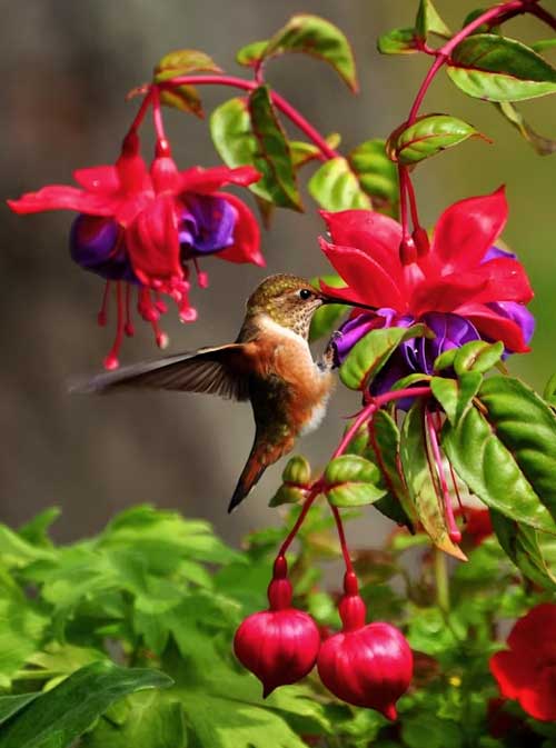 BIRD WATCHING EAST INDIA 