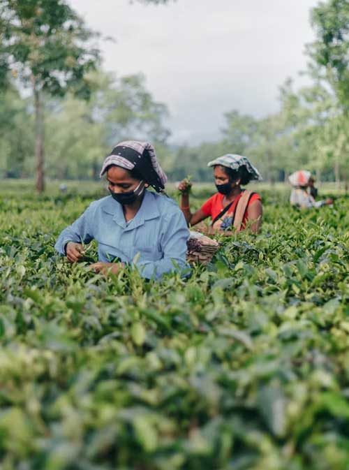 Assam tea tour 