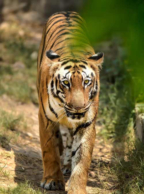 JUST TIGERS & TAJ MAHAL TOUR PACKAGE