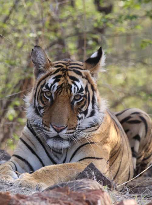 GOLDEN TRIANGLE & INDIAN WILDLIFE TOUR
