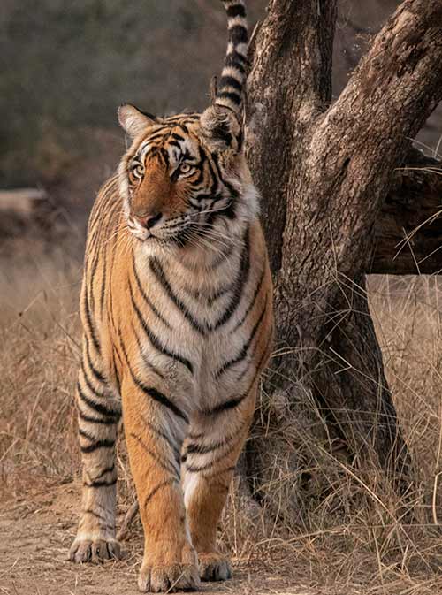 BANDHAVGARH KANHA AND KAZIRANGA SAFARI TOUR