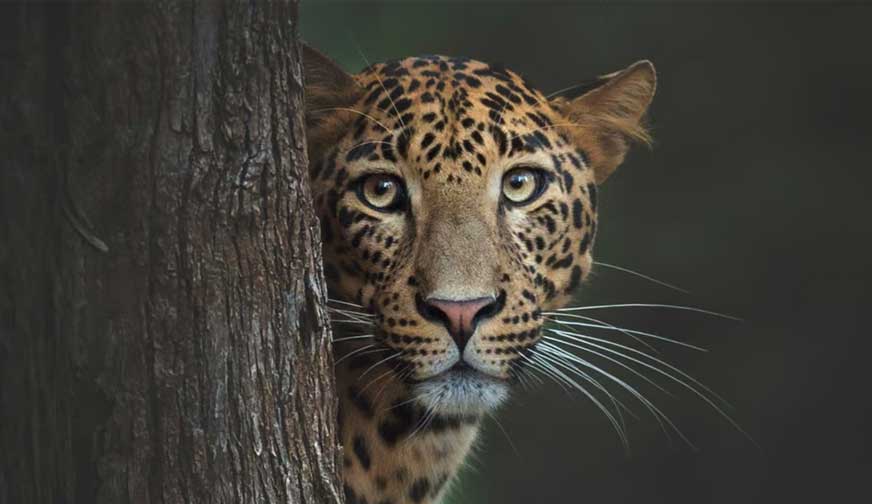 Introducing Tap On Trip Specialities: Wildlife Tour